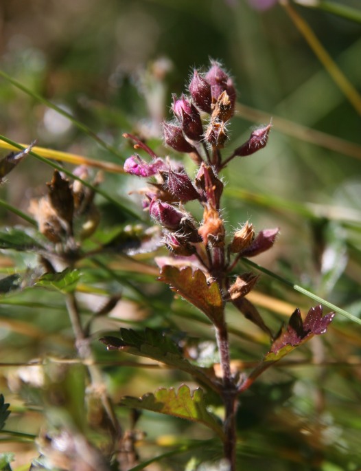 Teucrium chamaedrys  dal moncenisio